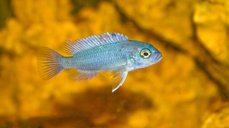 Koboltinsininen seepra-kichlid