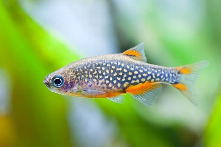 Taivaallinen helmi Danio
