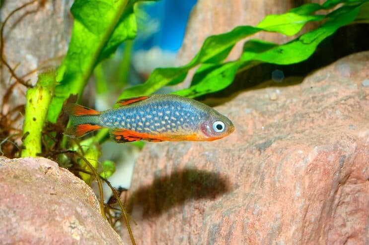 Taivaallinen helmi Danio-ulkonäkö