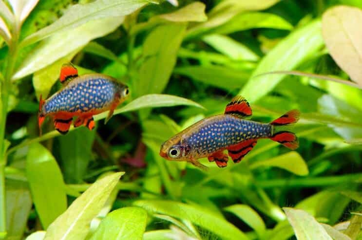 Taivaallinen helmi Danio akvaariossa