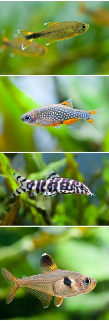 Taivaallinen helmi Danio säiliökumppanit