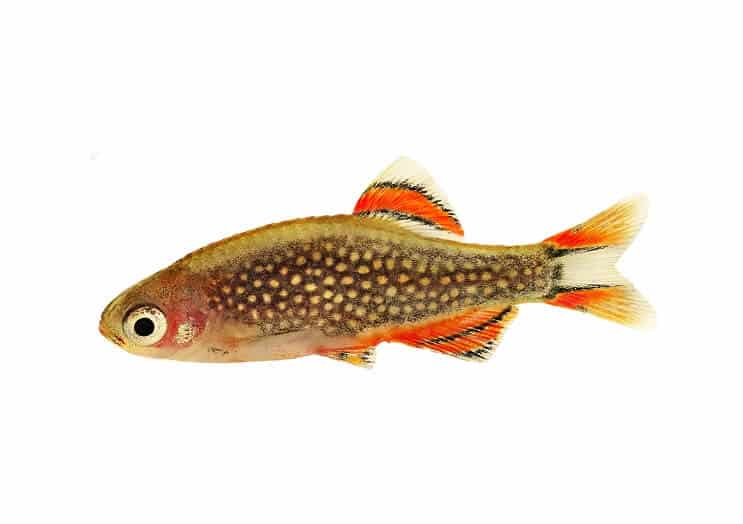 Taivaallinen helmi Danios