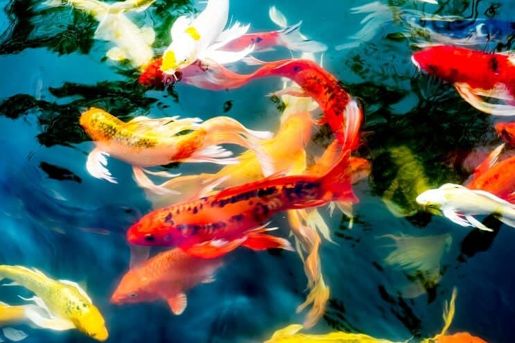 Koi-kalatyypit