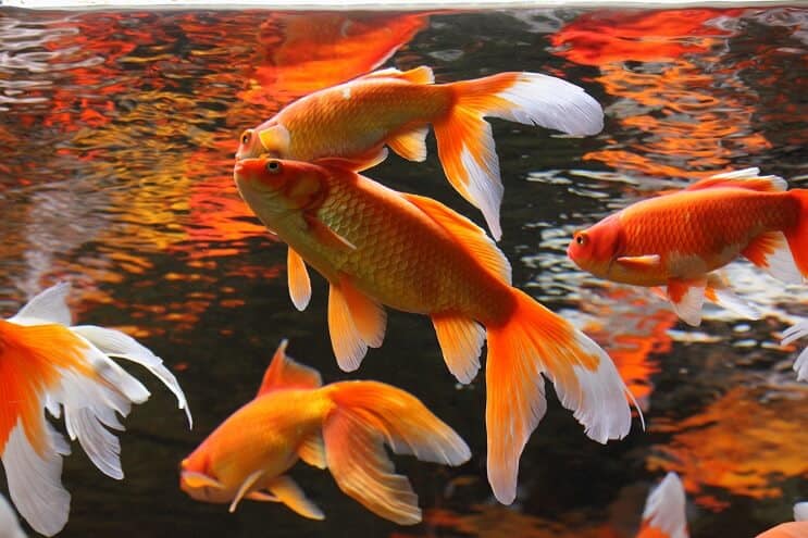Koi-kalalampikummat