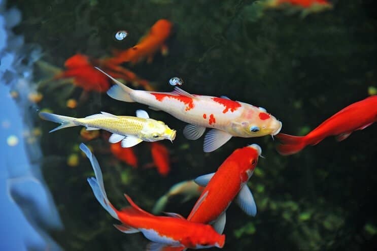 Koi Kalojen hoito