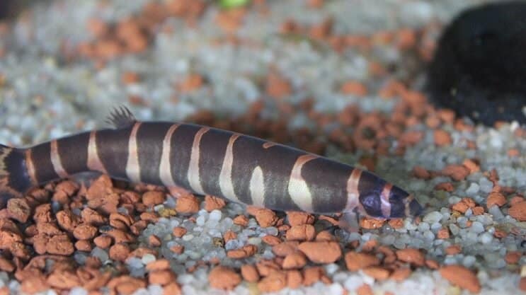 Kuhli Loach ulkonäkö