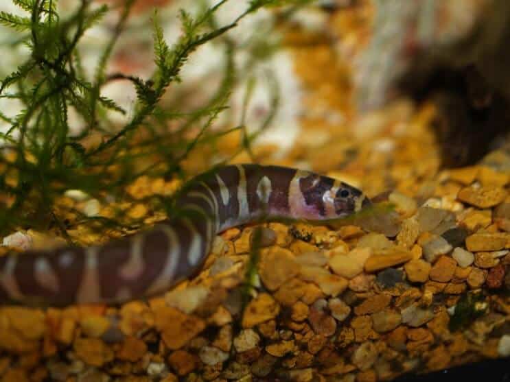 Kuhli Loach -ympäristö