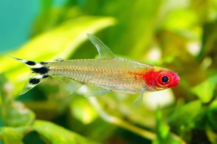 Rummy Nose Tetra Uinti