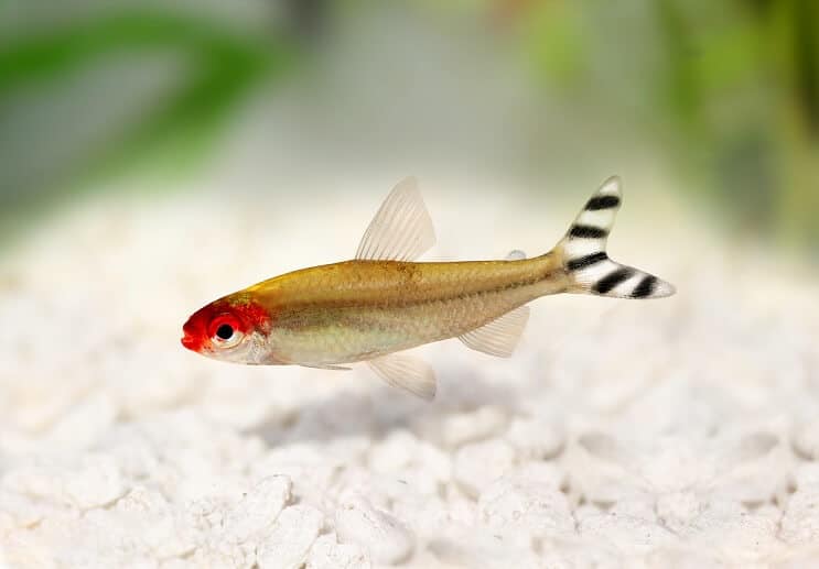 Rummy Nose Tetra Ulkonäkö