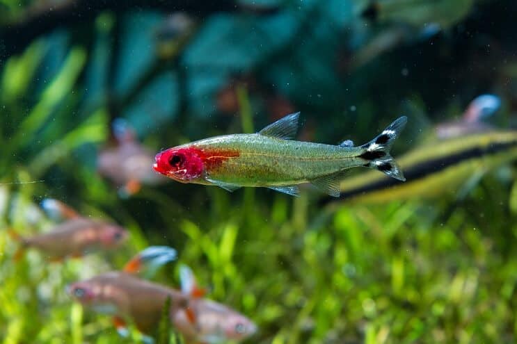 Rummy Nose Tetra -säiliön olosuhteet