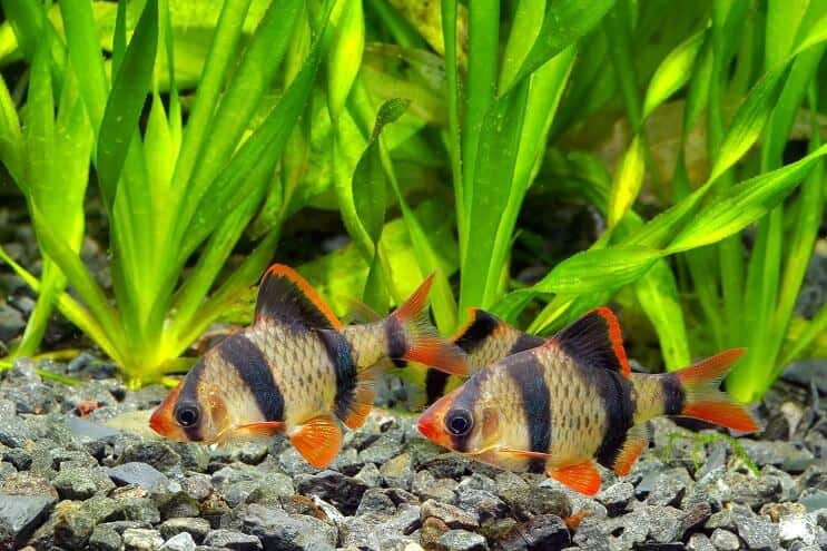 Tiger Barb -ympäristö