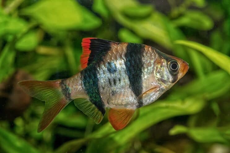 Tiger Barb ulkonäkö