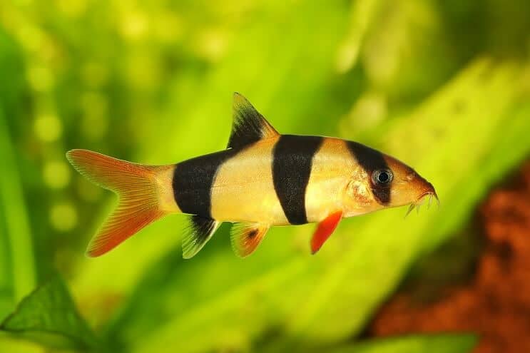 Pelle Loach