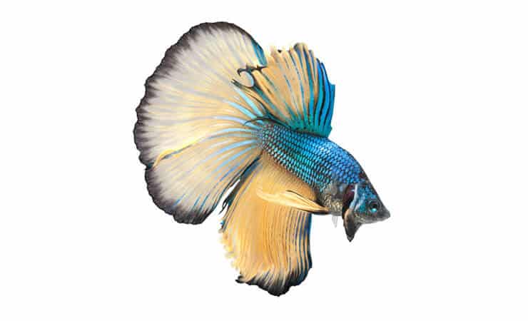 Puolikuukausi Betta