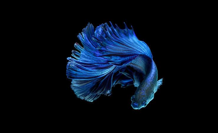 Sininen Betta-kala