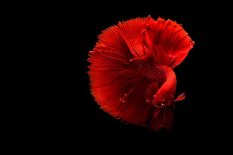 Punainen Betta-kala