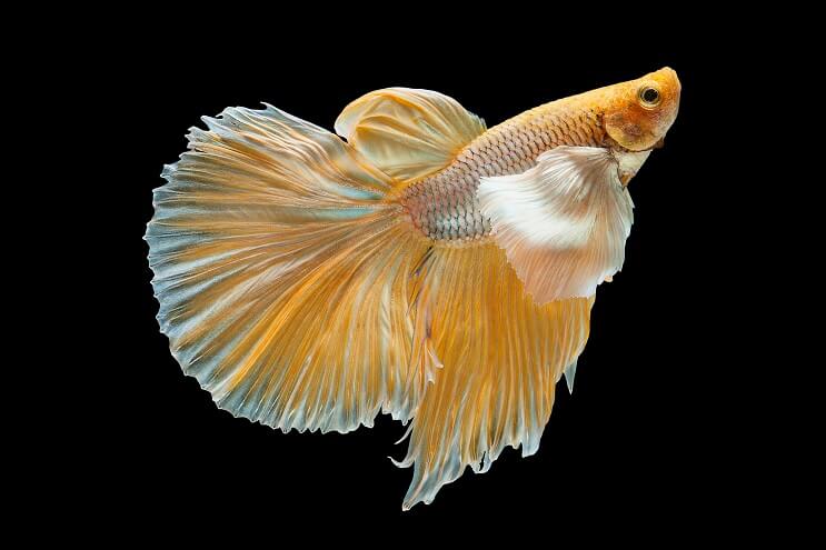 Keltainen Betta