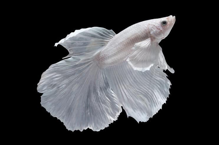Valkoinen Betta