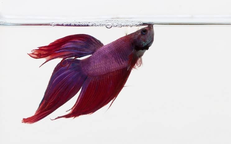 Violetti Betta