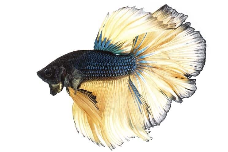 Sinappikaasu Betta