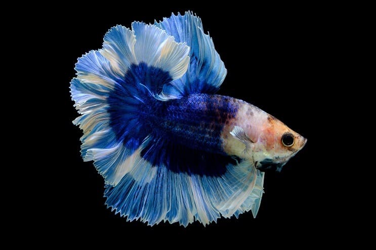 Perhonen Betta