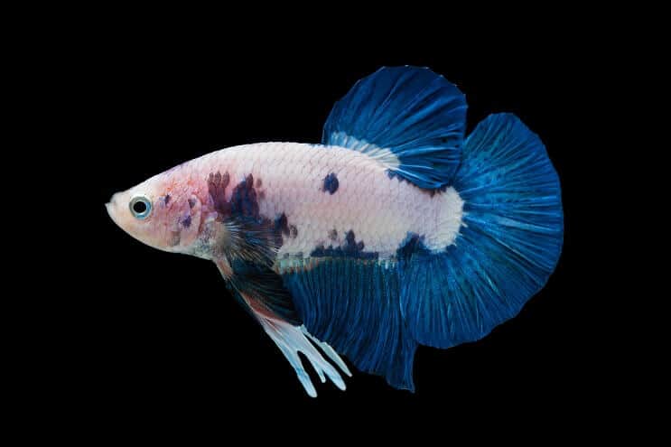 Marmori Betta