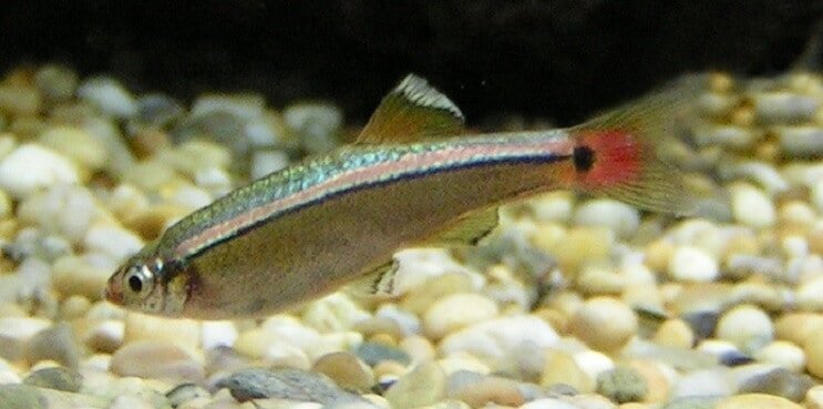 White Cloud Mountain Minnow yleiskatsaus