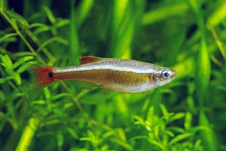 Valkoinen pilvi vuori Minnow ulkonäkö