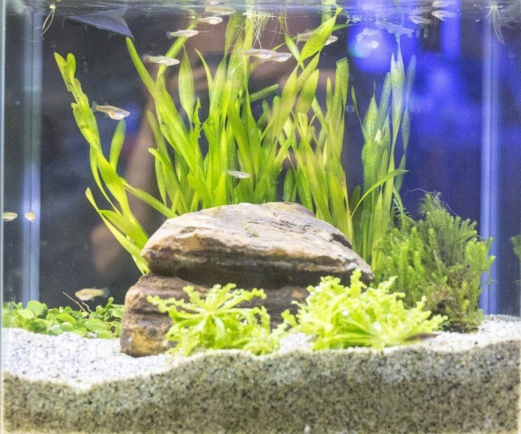 Valkoinen pilvi -vuori Minnow-säiliön olosuhteet
