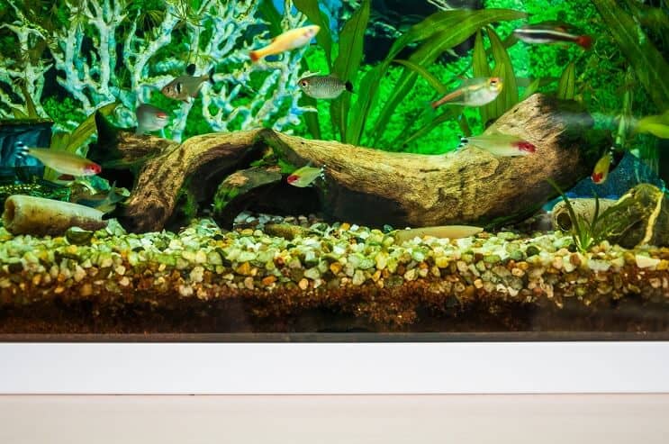 Valkoinen pilvi Mountain Minnow Tank Mates