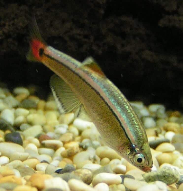 White Cloud Mountain Minnow -ruokavalio