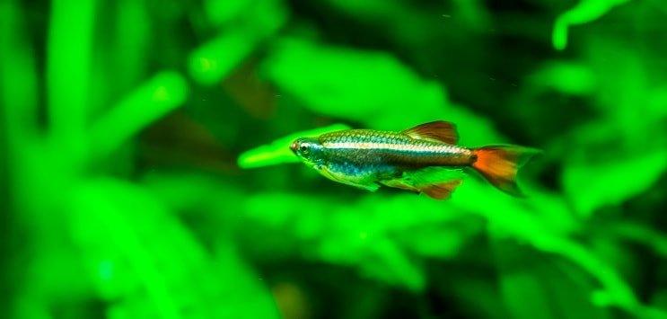 Valkoinen pilvi Mountain Minnow