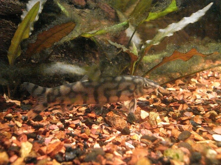 Yoyo Loach syö