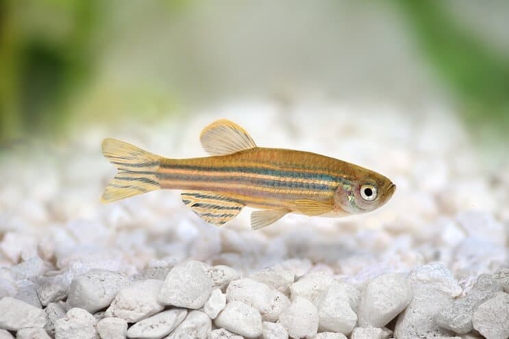 Seepra Danio