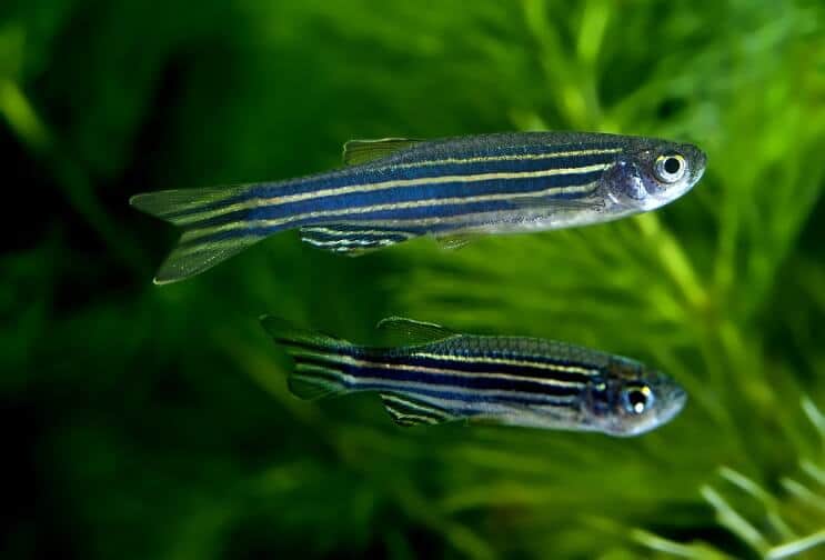 Zebra Danios Uinti