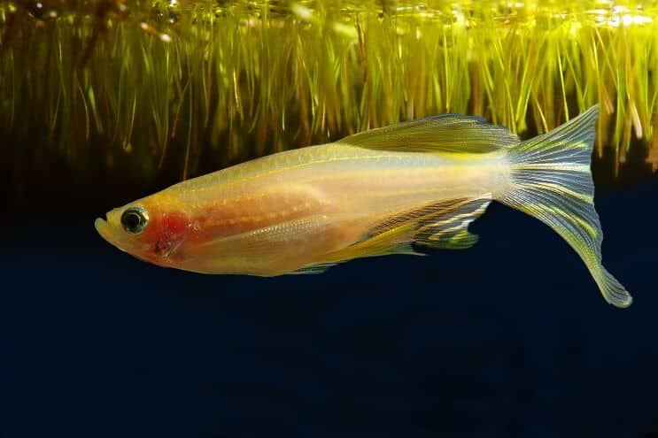 Kultainen morf seepra Danio