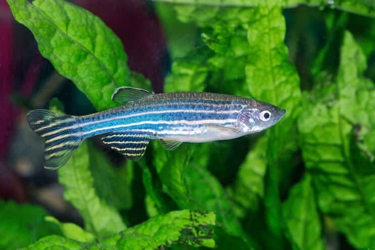 Seepra Danio Habitat