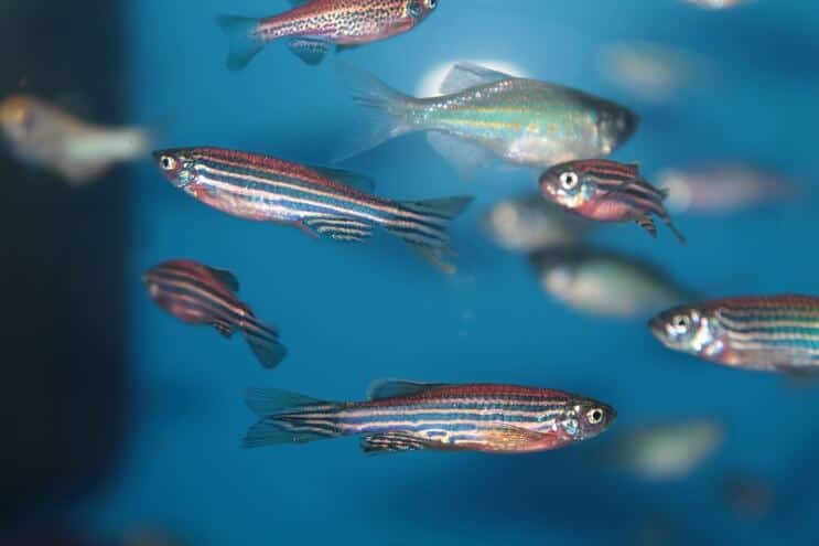 Seepra Danio Tank Mates