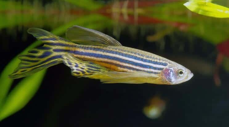 Longfin Zebra Danio