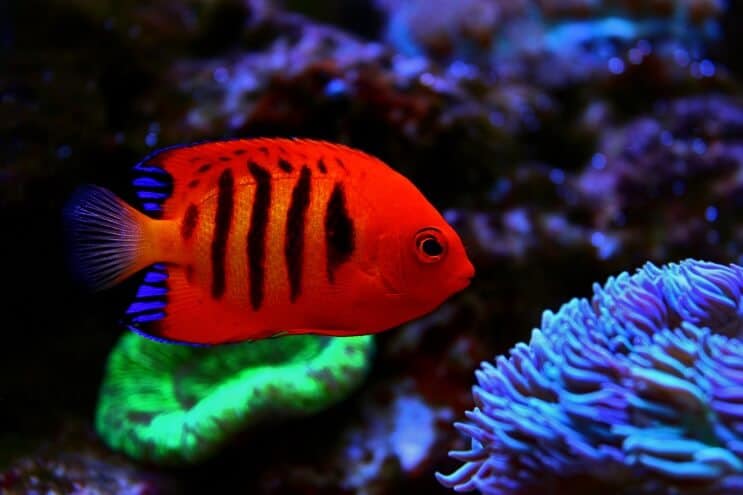 Liekki angelfish