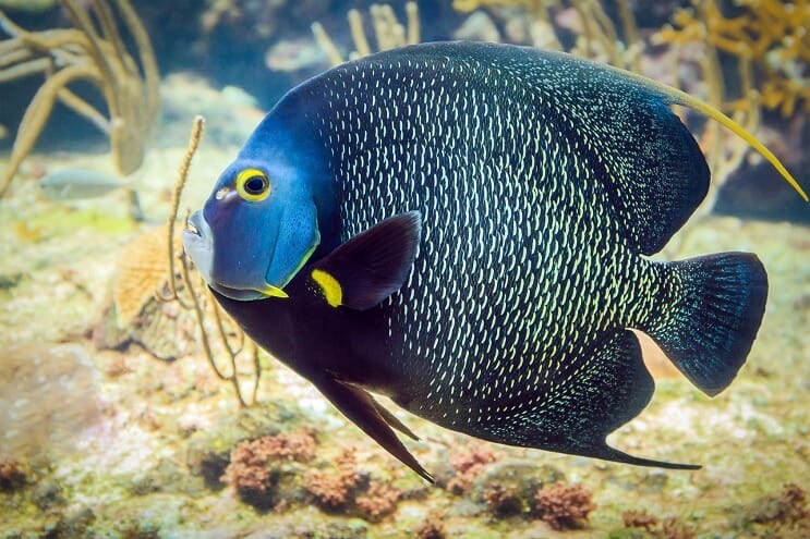 Ranskan angelfish