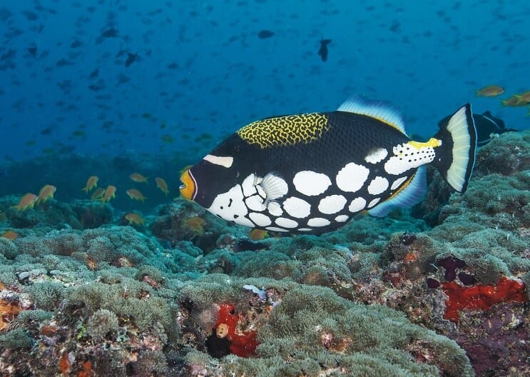 Pelle Triggerfish