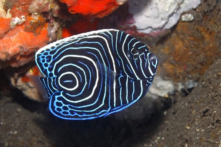 Nuorten keisari Angelfish