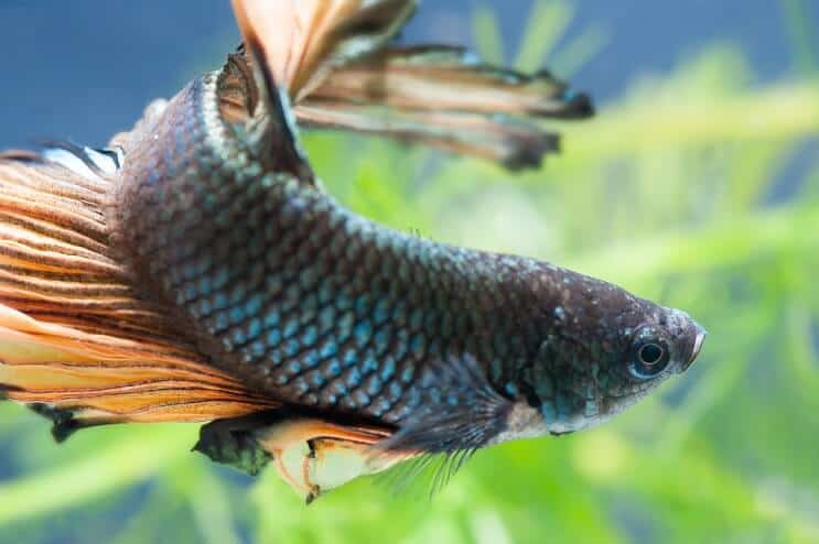 Nainen Betta Fish
