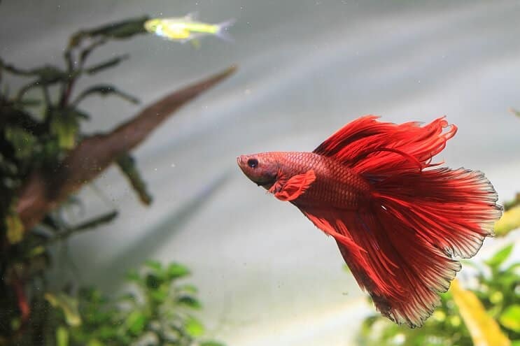 Betta Fish Uinti