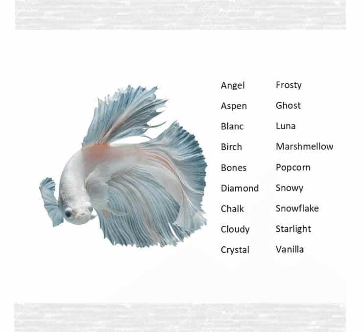 Betta-kalanimet