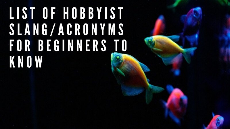 luettelo harrastajien slang_acronyms aloittelijoille tietää