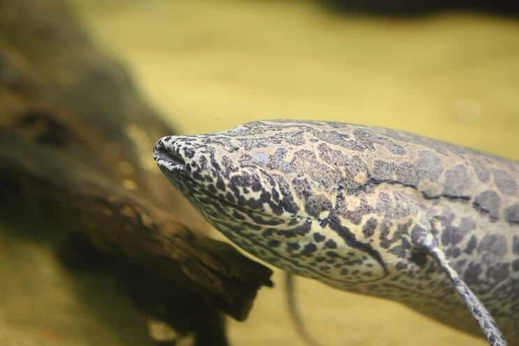 Afrikkalainen Lungfish