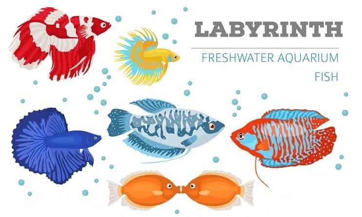 Labyrinttikala