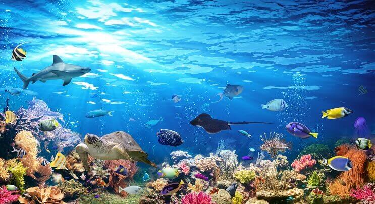 Erilaisia Sealife